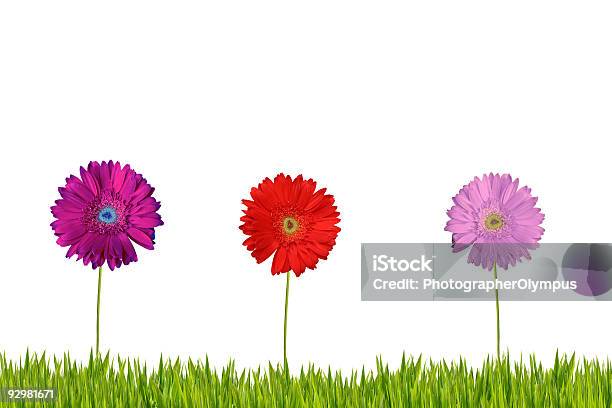 Tres Gerberas Sobre Hierba Xl Foto de stock y más banco de imágenes de Blanco - Color - Blanco - Color, Clorofila, Color - Tipo de imagen