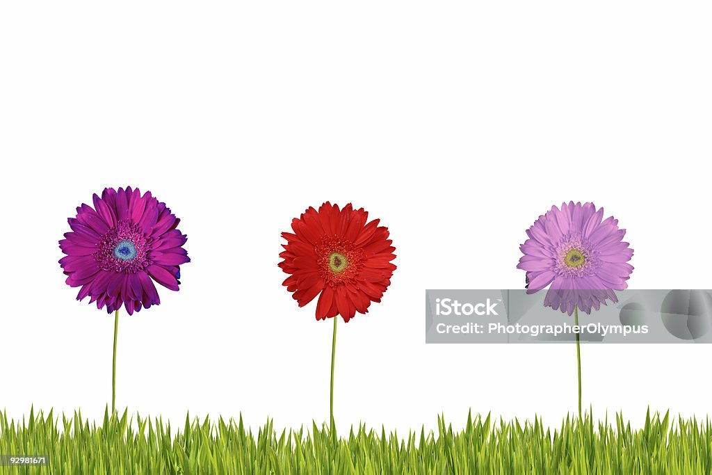 Trois gerberas sur herbe XL - Photo de Blanc libre de droits