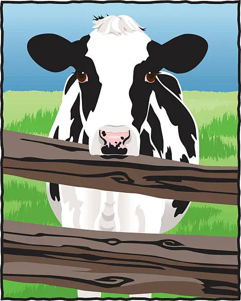 Vector illustration of Holstein Cow