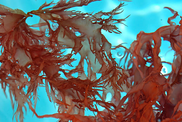 Translucent red seaweed floating in clear ocean water