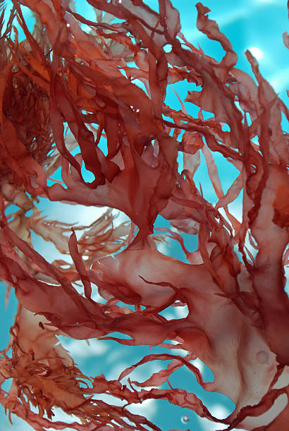 istock Red seaweed floating around blue waters under the sun 92982213