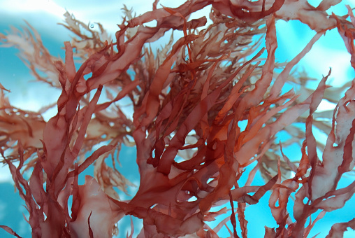 Red Seaweed Blooms Floating in Clear Water.