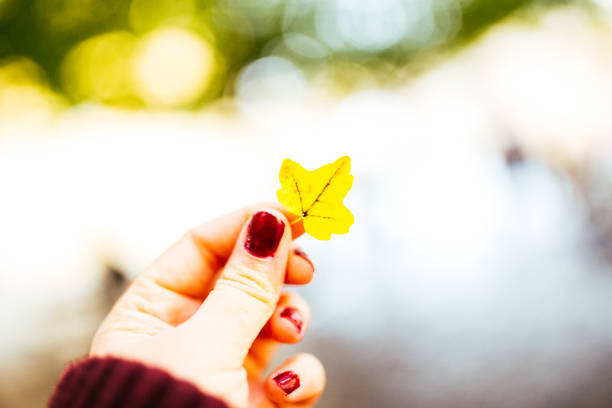 A young lady is holding yellow leaf in autumn