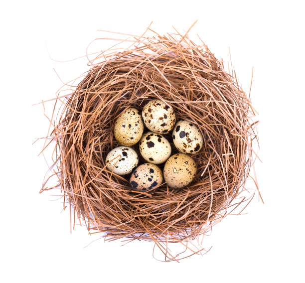 istock Quail eggs in a straw nest, isolated on white background. 929826308