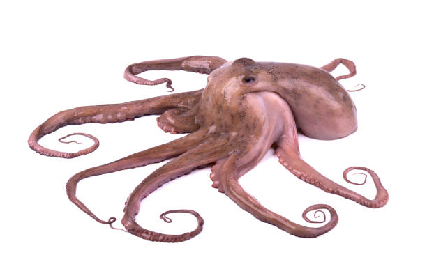 istock Octopus isolated on white background. Fresh octopus tentacles isolated 929826384