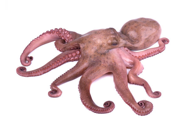 istock Octopus isolated on white background. Octopus tentacle. Closeup 929826580