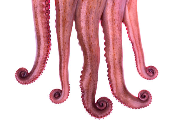 istock Tentacles of octopus isolated on white background 929826604