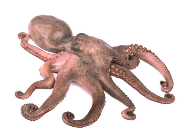 istock Octopus isolated on white background. Fresh octopus tentacles isolated 929826628