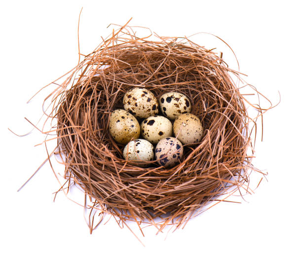 istock Quail eggs in a straw nest, isolated on white background. 929826712