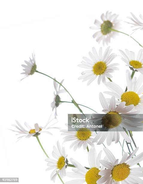 Chamomile Border Stock Photo - Download Image Now - Beauty, Blossom, Bouquet