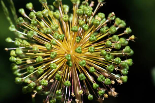 istock Close-Up Of Flower 929830668