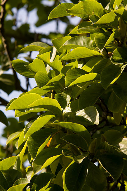 istock Magnolia soulangiana 92984106