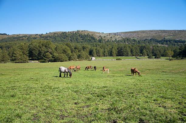 istock horses grazing in gredos meadow 92984126