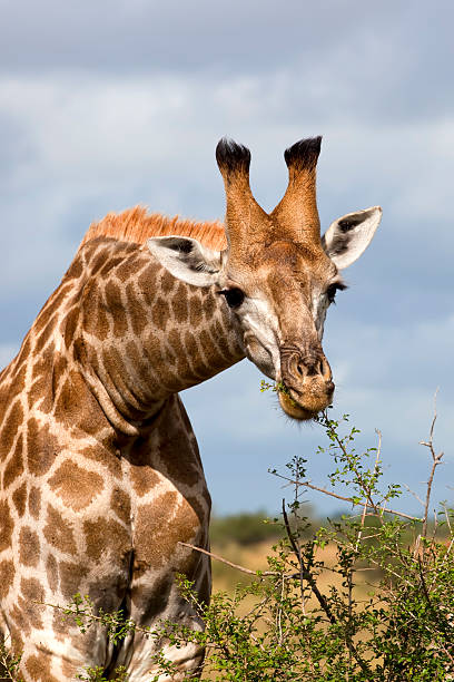 Giraffe Feeding stock photo