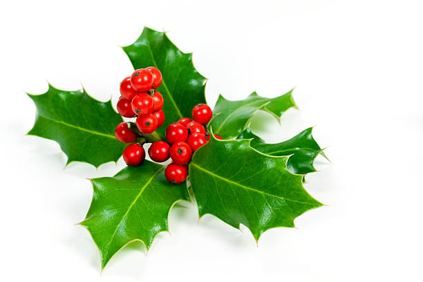 istock Christmas holly with red berries on a white background 92984791