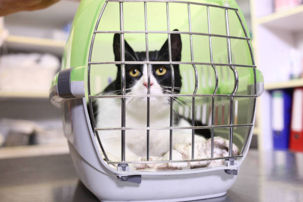 istock Cat in the carrier 929851308