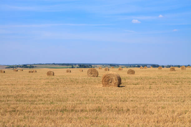 golden straw stubble field in autumn - agricultural activity yorkshire wheat field imagens e fotografias de stock