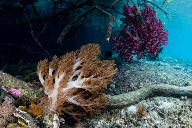 istock Soft Corals and Mangrove Forest in Raja Ampat 929851474