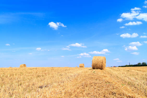 golden straw stubble field in autumn - agricultural activity yorkshire wheat field imagens e fotografias de stock