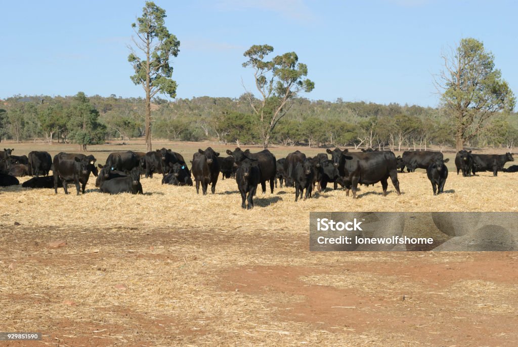 mammal a mob of black Angus cattle standing in and resting on spread out hay bales Agricultural Field Stock Photo