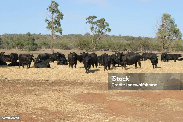 Mammal Stock Photo - Download Image Now - Agricultural Field, Agriculture, Animal