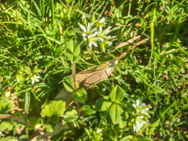 istock Chickweed, chickenwort, craches or maruns 929852340