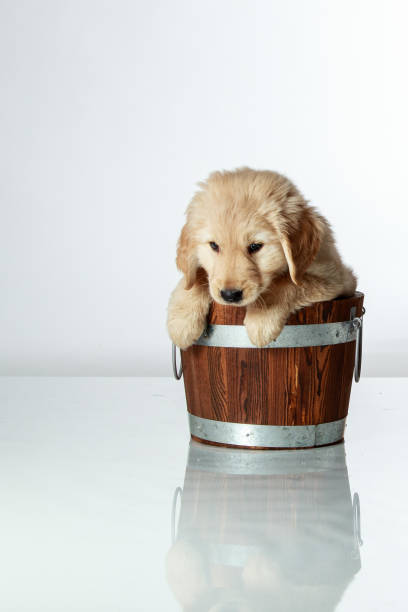 istock Wilson (Golden Retriever puppy) in a brown wood bucket 929855628