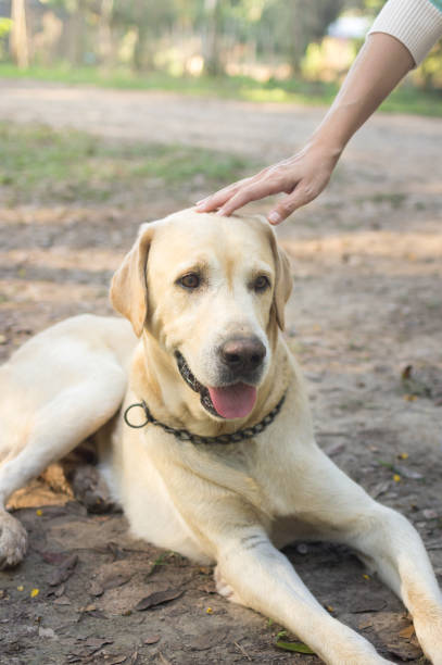 istock Girl hand is petting dog head. 929861808