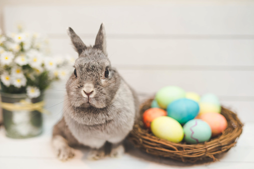 A baby bunny rabbit watches over a basket of multicolored Easter. The basket is setting on a white wood table and the background is white. The adorable bunny is in the foreground with eyes wide open and ears perked up as she looks toward the camera.