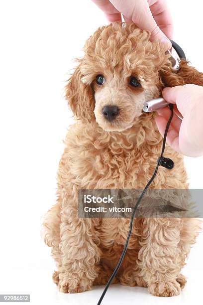 Foto de Damasco Poodle Cachorrinho Em Fundo Branco e mais fotos de stock de Amizade - Amizade, Animal, Animal de estimação