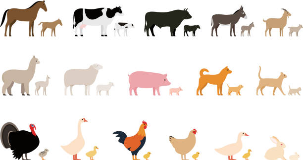 illustrations, cliparts, dessins animés et icônes de bétail, animaux de ferme et leurs enfants, ensemble d’icônes noires, vector illustration - cattle dog