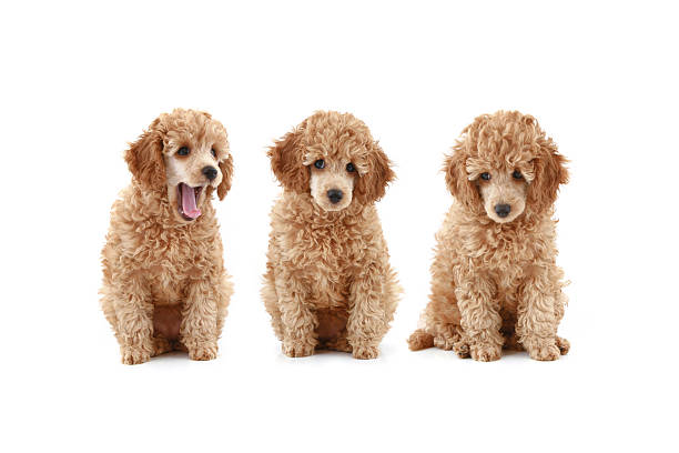 istock three Apricot poodle puppy (series) 92986588