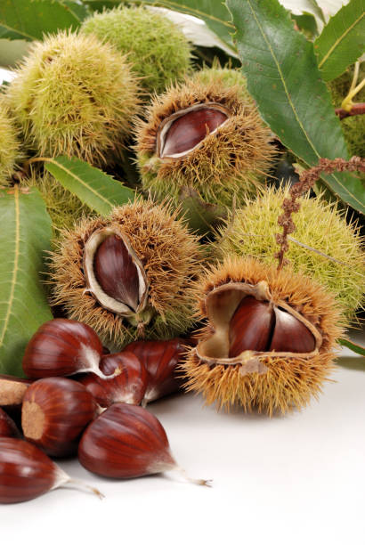 istock Pile of chestnut curls 929866380