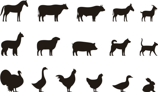 illustrazioni stock, clip art, cartoni animati e icone di tendenza di set icone nere animali da fattoria, bestiame, illustrazione vettoriale - cavallo