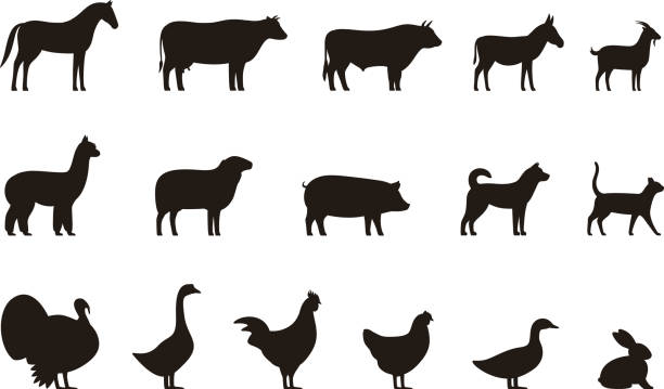 illustrazioni stock, clip art, cartoni animati e icone di tendenza di set icone nere animali da fattoria, bestiame, illustrazione vettoriale - animale immagine