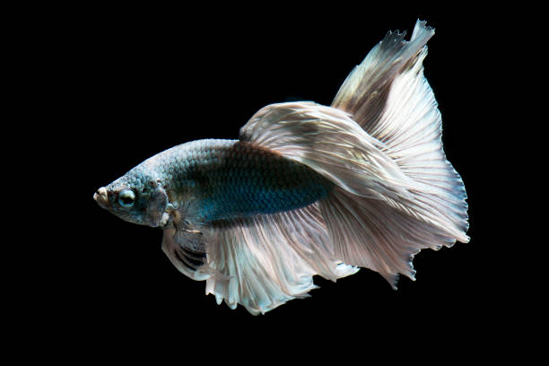 istock Green metallic betta fish, siamese fighting fish on black background isolated 929869464
