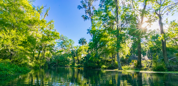 Morning on the Silver River in Silver Springs State Park and the Ocala National Forest.