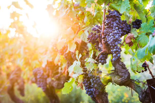 grappolo di uve rosse per vino rosso in vigna prima della vendemmia - sunrise leaf brightly lit vibrant color foto e immagini stock