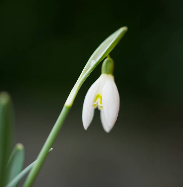 istock Galanthus nivalis 'Blonde Inge' 929870200