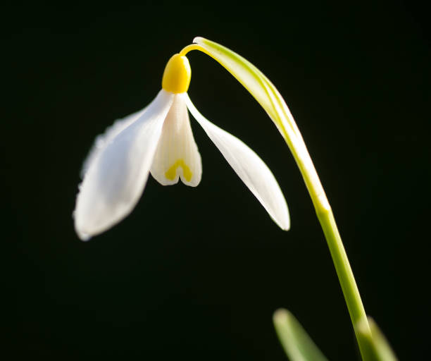 istock Galanthus nivalis 'Sandersii Group' 929870240