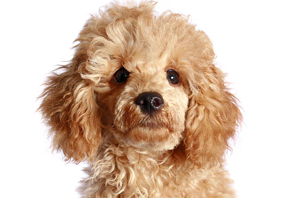 istock Close-up, apricot poodle puppy 92987045