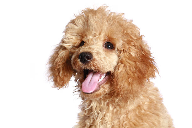 istock Apricot poodle puppy 92987221