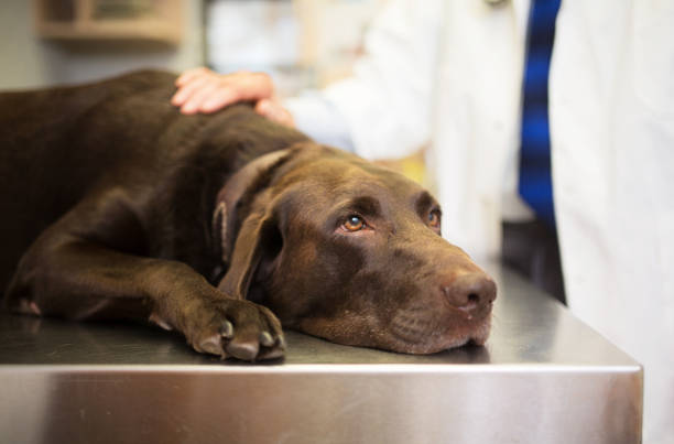 獣医とラブラドールレトリバー - vet veterinary medicine pets dog ストックフォトと画像