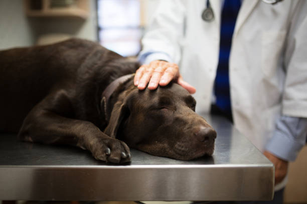 istock Vet and Labrador retriever 929873736