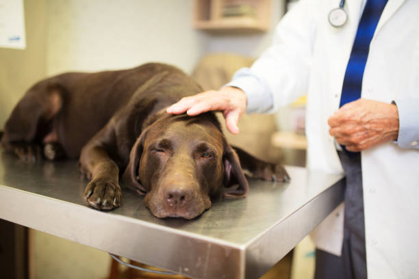 istock Vet and Labrador retriever 929873742