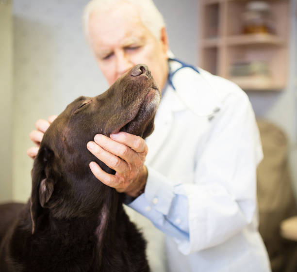 istock Vet and Labrador retriever 929873770