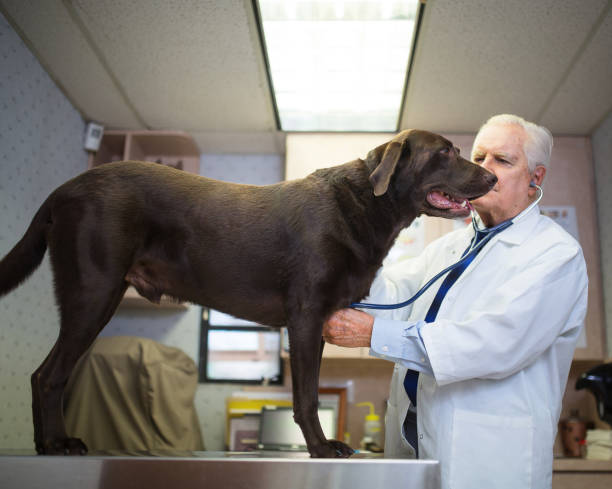 istock Vet and Labrador retriever 929873824