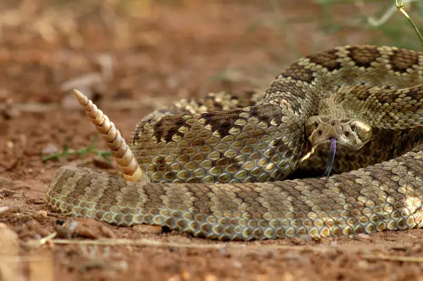 A mojave rattlesnake in a defensive position from southern Arizona.