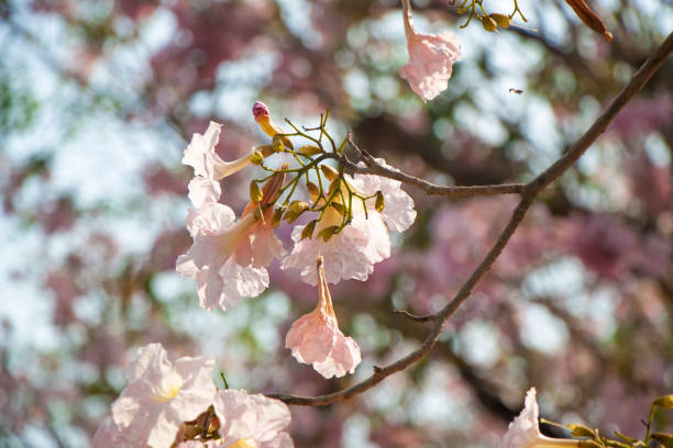 istock Pink flowers are wilting 929876246