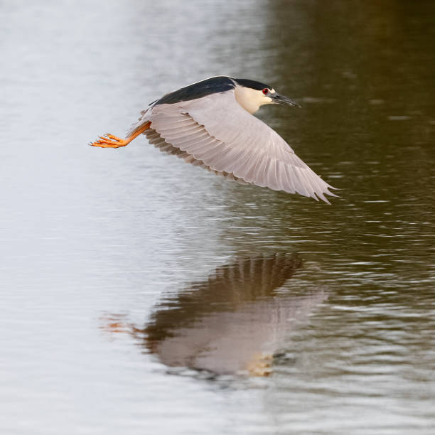 istock Black-crowned Night Heron in flight over a pond 929876532
